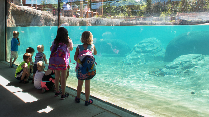 Dallas Zoo Simmons Hippo Outpost
