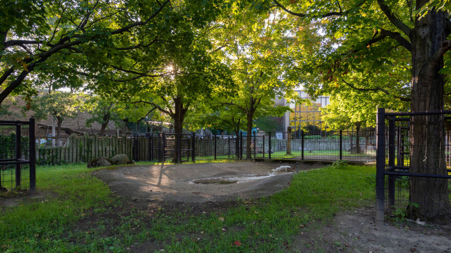 Buffalo Zoo, Bison Exhibit Renovation