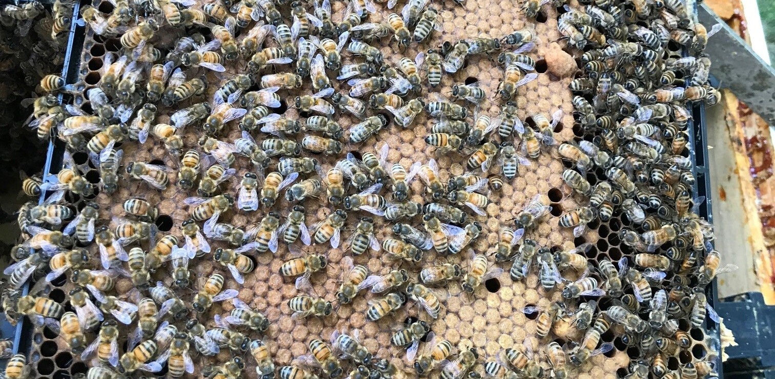 A Tale of Two Trades: Finding Parallels Between Construction and Beekeeping