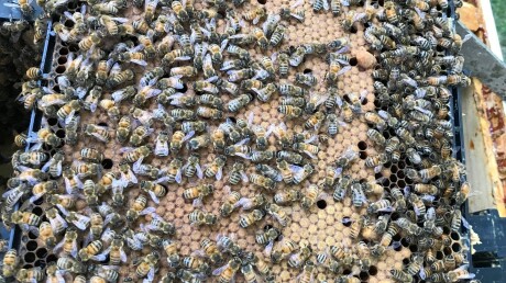 A Tale of Two Trades: Finding Parallels Between Construction and Beekeeping