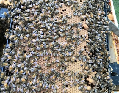 A Tale of Two Trades: Finding Parallels Between Construction and Beekeeping